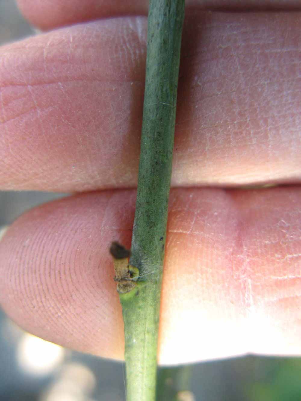            First year twig (Bearss, Winter Haven, FL)   